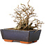 Carpinus coreana, 11 cm, ± 25 jaar oud