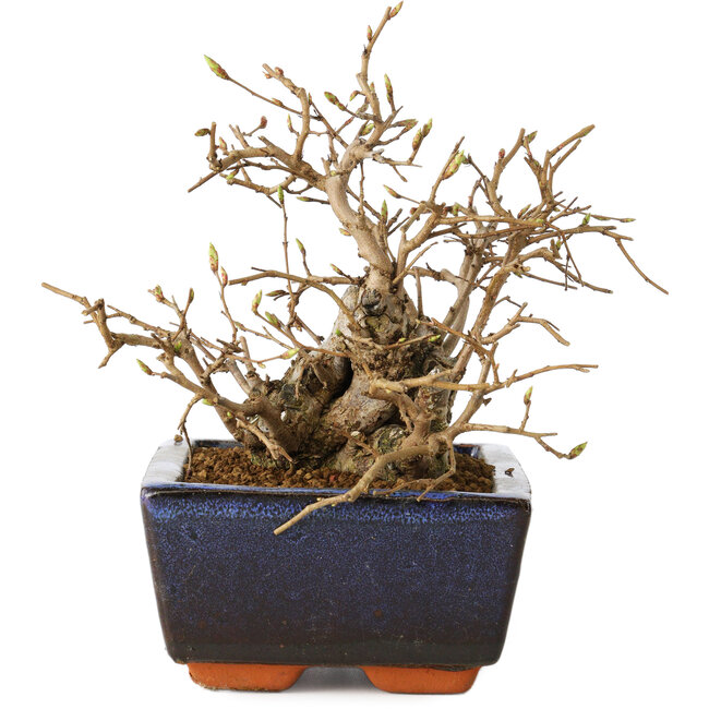 Carpinus coreana, 11 cm, ± 25 years old