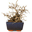 Carpinus coreana, 11 cm, ± 25 jaar oud