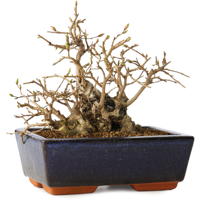 Carpinus coreana, 11 cm, ± 25 ans