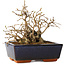 Carpinus coreana, 11 cm, ± 25 jaar oud