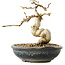 Carpinus coreana, 12 cm, ± 25 jaar oud