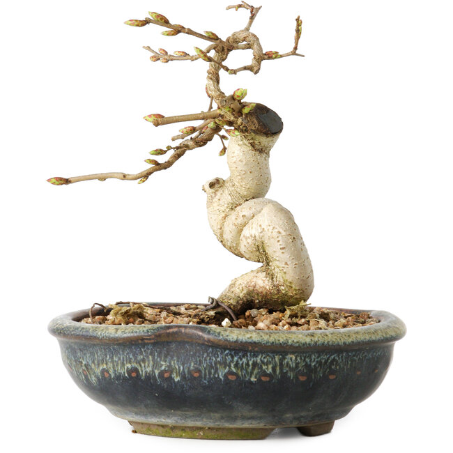 Carpinus coreana, 12 cm, ± 25 anni