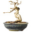 Carpinus coreana, 12 cm, ± 25 jaar oud