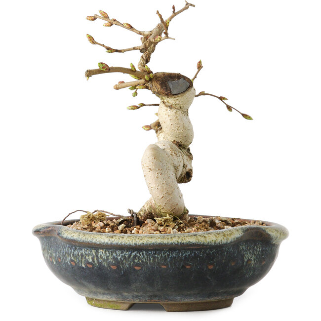 Carpinus coreana, 12 cm, ± 25 anni