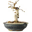 Carpinus coreana, 12 cm, ± 25 jaar oud