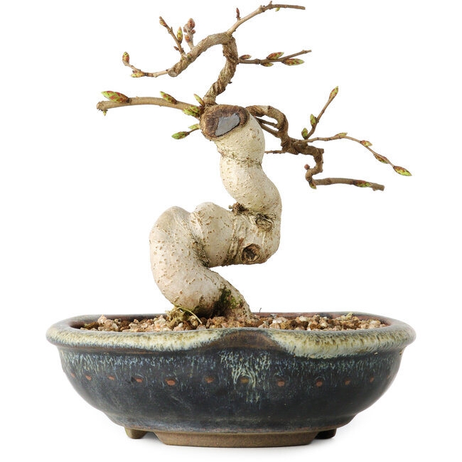 Carpinus coreana, 12 cm, ± 25 ans