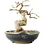 Carpinus coreana, 12 cm, ± 25 jaar oud