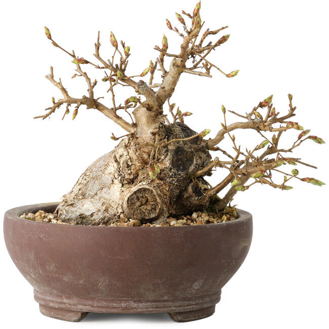 Carpinus coreana, 13 cm, ± 25 jaar oud