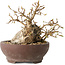 Carpinus coreana, 13 cm, ± 25 jaar oud