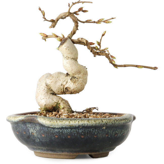 Carpinus coreana, 12 cm, ± 25 jaar oud