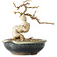 Carpinus coreana, 12 cm, ± 25 jaar oud