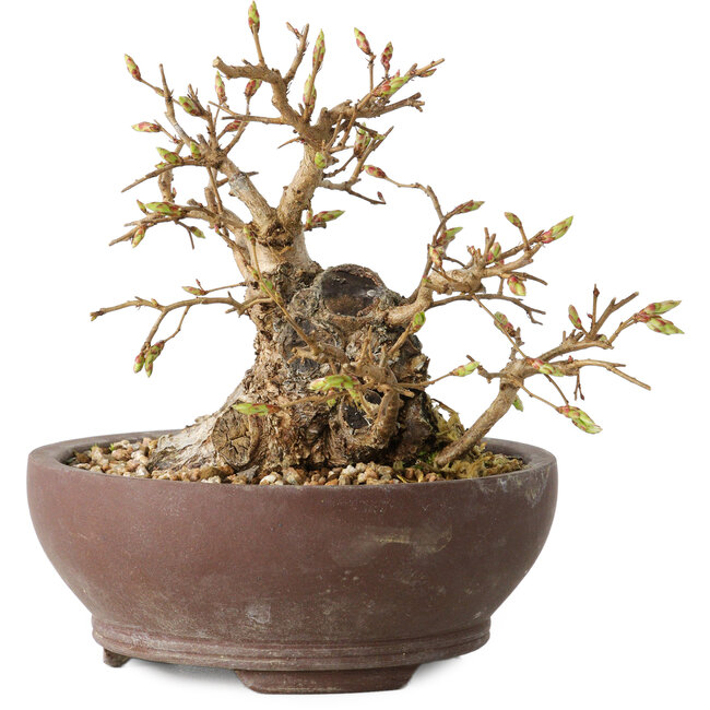 Carpinus coreana, 13 cm, ± 25 years old