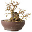 Carpinus coreana, 13 cm, ± 25 jaar oud