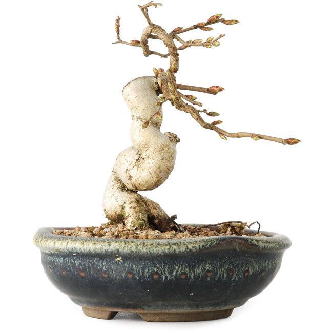 Carpinus coreana, 12 cm, ± 25 jaar oud