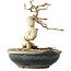 Carpinus coreana, 12 cm, ± 25 jaar oud