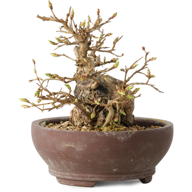 Carpinus coreana, 13 cm, ± 25 ans