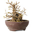 Carpinus coreana, 13 cm, ± 25 jaar oud