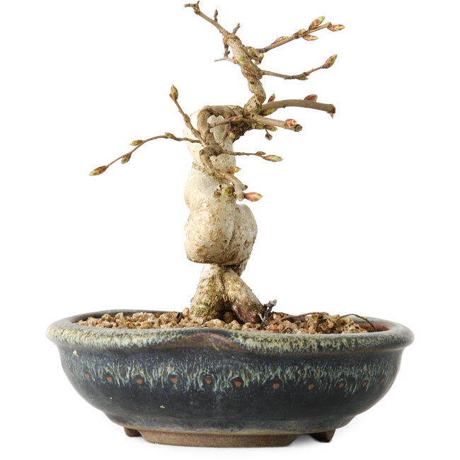 Carpinus coreana, 12 cm, ± 25 years old