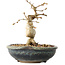 Carpinus coreana, 12 cm, ± 25 jaar oud