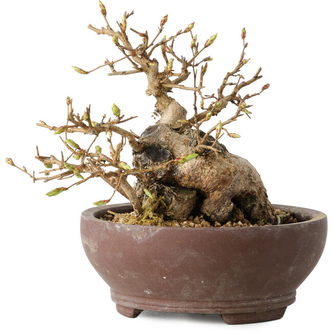 Carpinus coreana, 13 cm, ± 25 ans