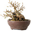 Carpinus coreana, 13 cm, ± 25 jaar oud