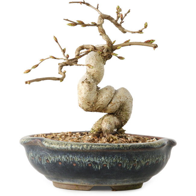 Carpinus coreana, 12 cm, ± 25 years old