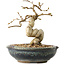 Carpinus coreana, 12 cm, ± 25 jaar oud