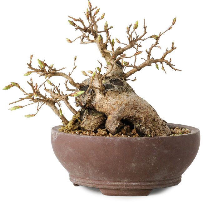 Carpinus coreana, 13 cm, ± 25 Jahre alt