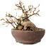 Carpinus coreana, 13 cm, ± 25 jaar oud