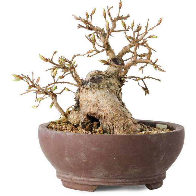 Carpinus coreana, 13 cm, ± 25 anni