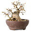 Carpinus coreana, 13 cm, ± 25 jaar oud