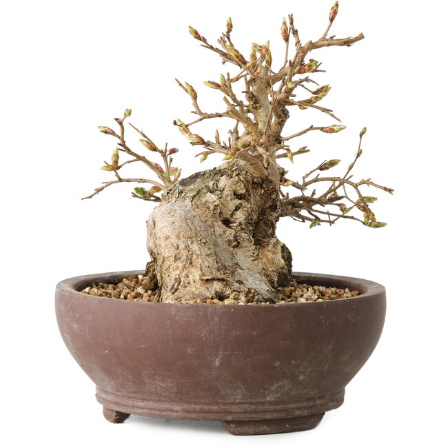 Carpinus coreana, 13 cm, ± 25 Jahre alt