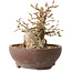 Carpinus coreana, 13 cm, ± 25 jaar oud