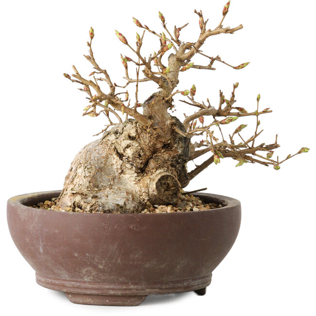 Carpinus coreana, 13 cm, ± 25 jaar oud
