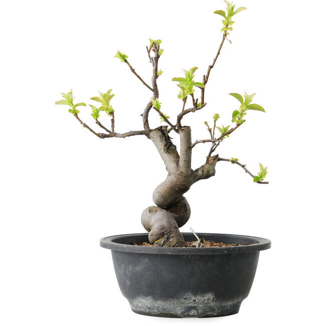 Pseudocydonia sinensis, 30 cm, ± 12 jaar oud