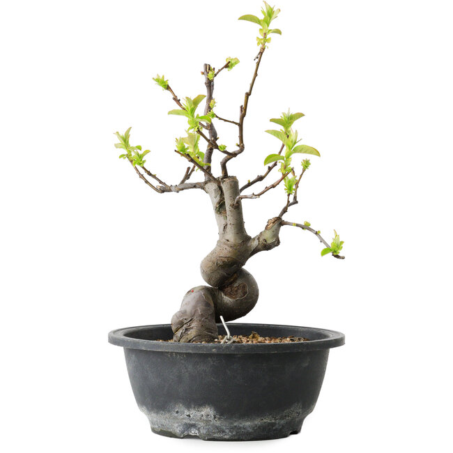 Pseudocydonia sinensis, 30 cm, ± 12 years old