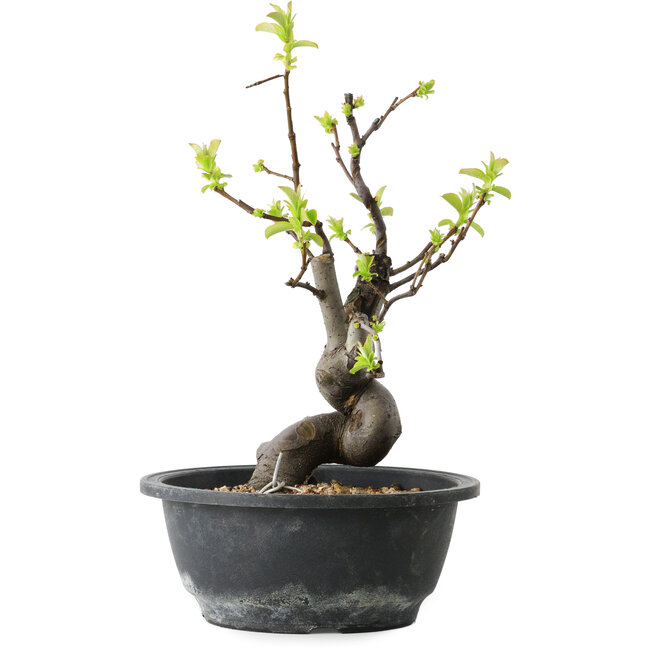 Pseudocydonia sinensis, 30 cm, ± 12 Jahre alt