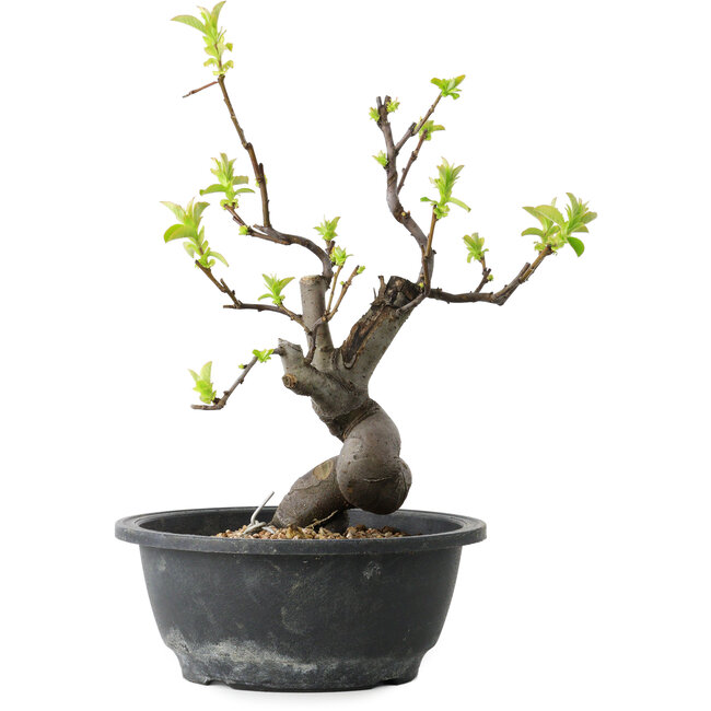 Pseudocydonia sinensis, 30 cm, ± 12 jaar oud