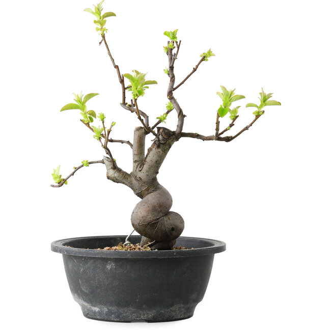 Pseudocydonia sinensis, 30 cm, ± 12 Jahre alt