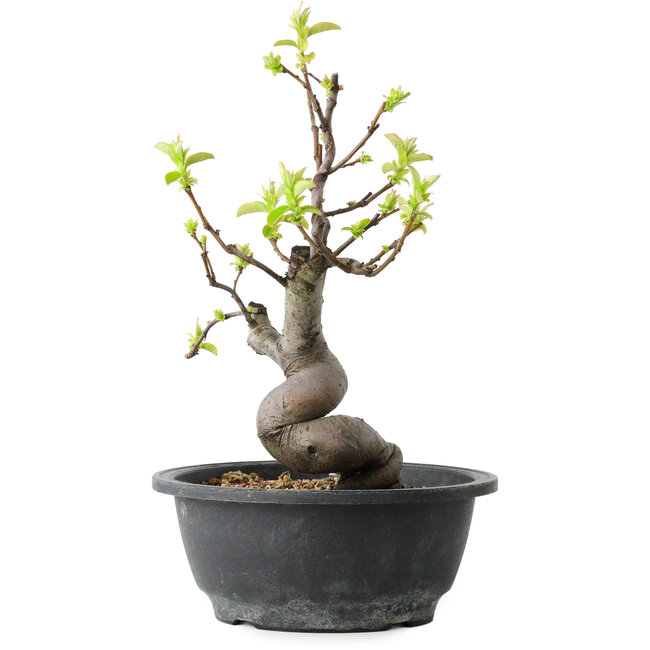 Pseudocydonia sinensis, 30 cm, ± 12 años