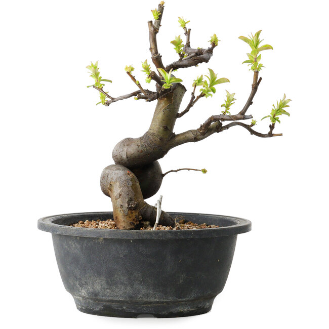 Pseudocydonia sinensis, 22 cm, ± 12 Jahre alt