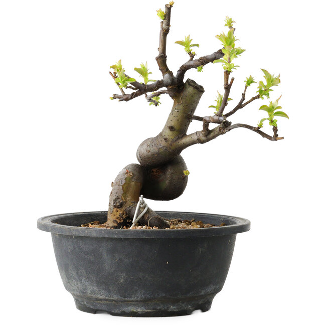 Pseudocydonia sinensis, 22 cm, ± 12 years old