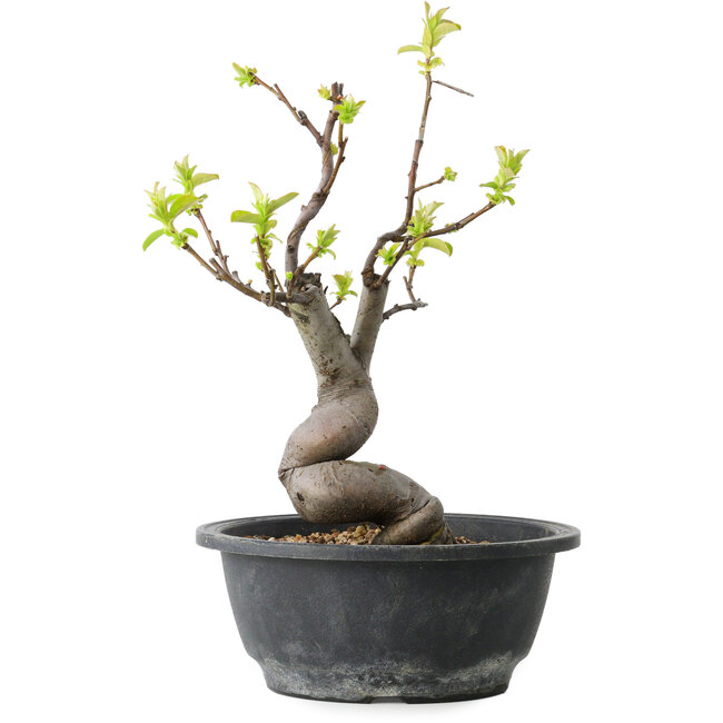 Pseudocydonia sinensis, 30 cm, ± 12 years old