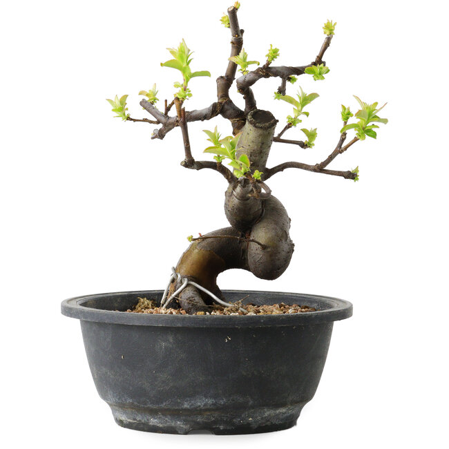 Pseudocydonia sinensis, 22 cm, ± 12 ans