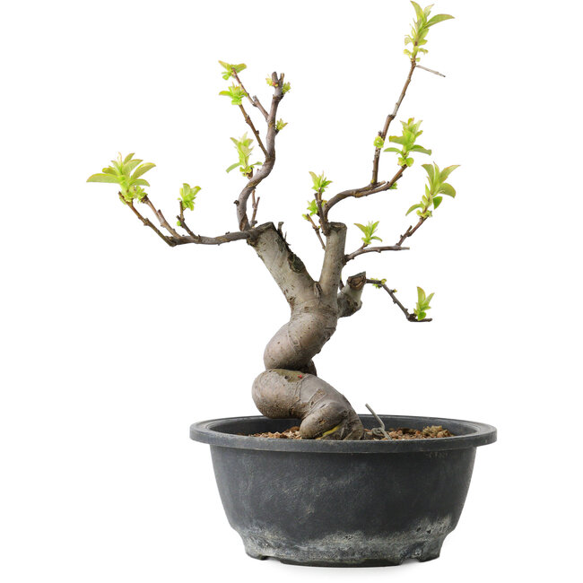 Pseudocydonia sinensis, 30 cm, ± 12 Jahre alt