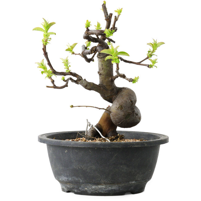 Pseudocydonia sinensis, 22 cm, ± 12 years old