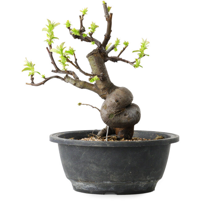 Pseudocydonia sinensis, 22 cm, ± 12 años