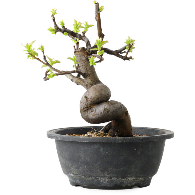 Pseudocydonia sinensis, 22 cm, ± 12 jaar oud