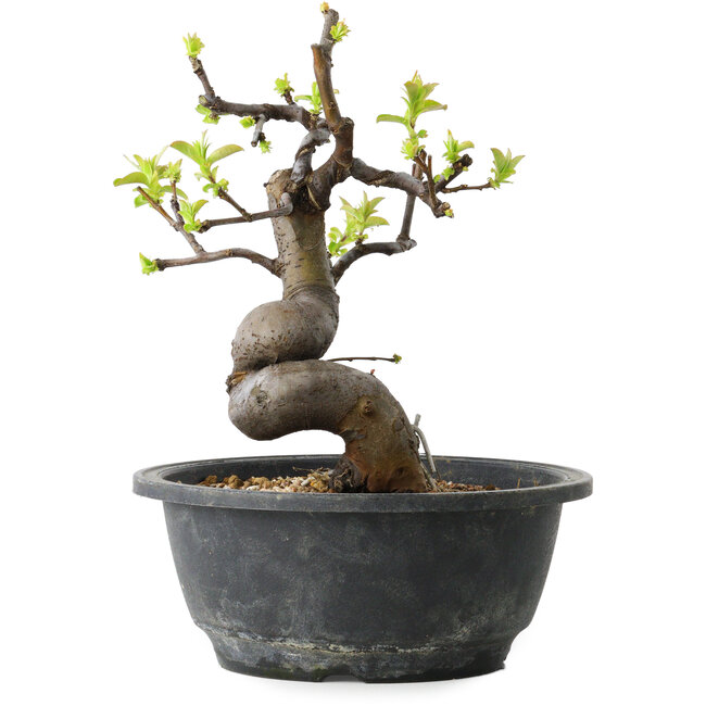 Pseudocydonia sinensis, 22 cm, ± 12 years old